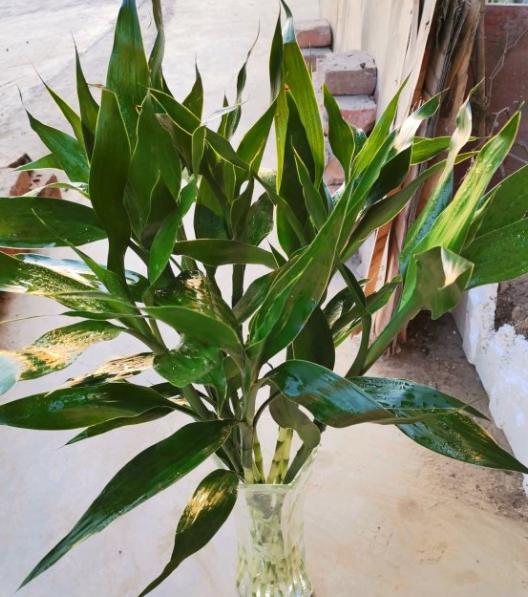 客廳放什麼植物最好養