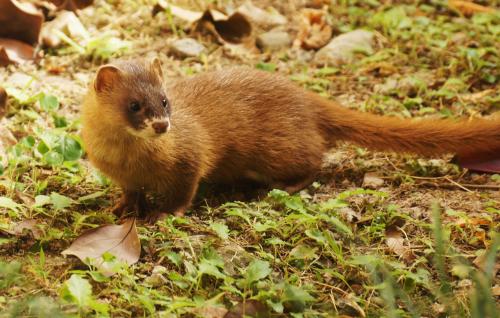 開車路上遇到黃鼠狼是什麼徵兆 關於黃鼠狼的風水