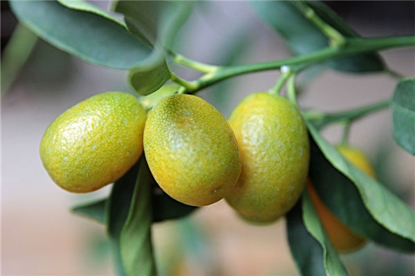 金桔擺放位置風水講究