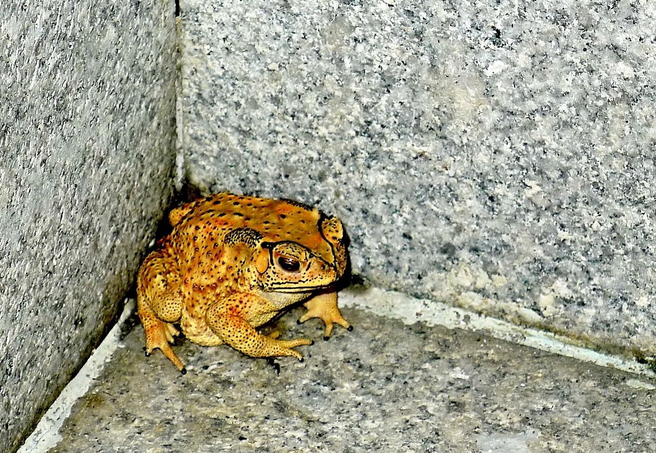 孕婦夢到金蟾好不好?代表什麼含義?