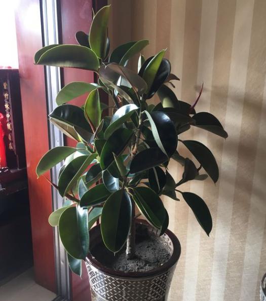 客廳放什麼植物最好養