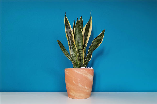 家宅適合擺放什麼風水植物