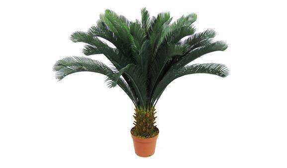 辦公室放置鐵樹風水好嗎？鐵樹對風水有什麼作用？