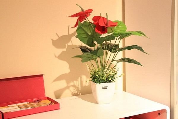 家裡客廳植物擺放風水如何