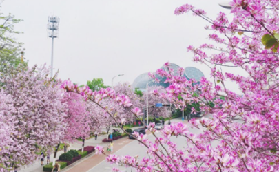 家裡放桃木鎮宅辟邪