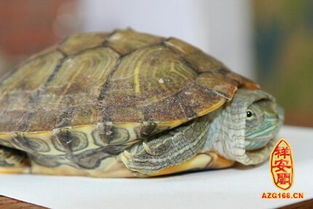 本命夢見烏龜咬腳趾頭,夢見烏龜追著咬我腳指頭