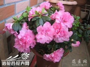 杜鵑花的風水禁忌,為什麼客廳禁忌擺放杜鵑花