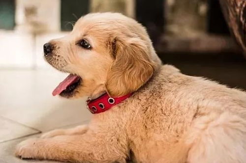 狗和哪些屬相相沖,屬狗的和什麼屬相最配?相剋?