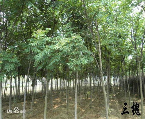 椿樹是什麼樹,椿樹和香椿樹怎麼分別