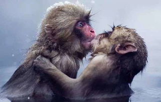 屬相女猴跟男馬配嗎,女屬猴男屬馬相配嗎?