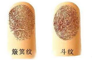 女人手指10個簸箕是什麼命,十個手指全是箕代表什麼女性