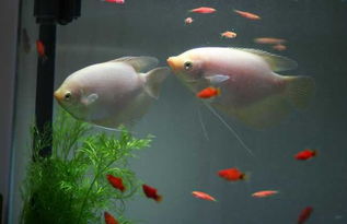 養魚有什麼講究水命,水命的人適合養魚嗎水命的人不適合養紅色的魚