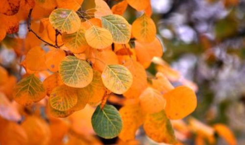 含有秋字的詩句100首,含秋字的詩句