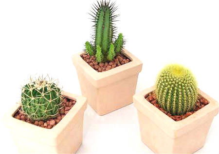 仙人掌與風水禁忌,仙人掌的風水擺放問題,求大師指點~~