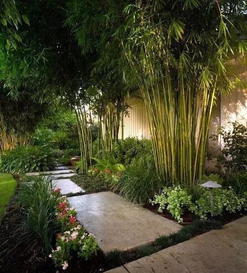 庭園竹子風水禁忌,竹子擺放風水禁忌有哪些?