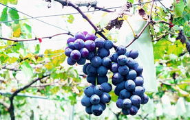 葡萄果園風水布局,怎麼寫秋天的果園作文