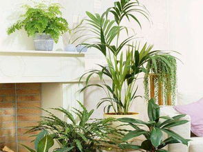 禾葉色擺放風水禁忌,住宅植物風水擺放禁忌有哪些