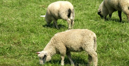 屬象本命雞豬狗羊佛是啥,屬雞的本命佛是什麼