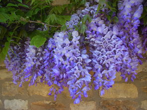 紫藤風水禁忌到底好不好,廁所改卧室風水禁忌