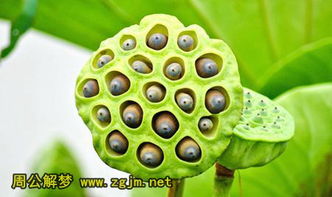 蓮蓬是什麼意思,蓮蓬的寓意是什麼呢