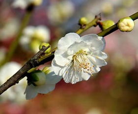 臘梅花語是什麼意思,臘梅的花語和象徵是什麼