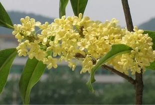 栽八月金桂的禁忌風水,院子里種桂花樹按風水上說好不好