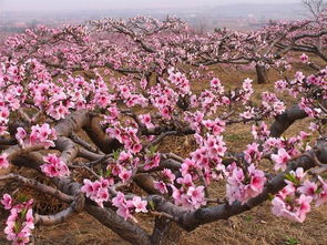 紅樹莓庭院種植風水禁忌,庭院種植大樹風水禁忌,庭院為什麼不能種植大樹搜狗問問