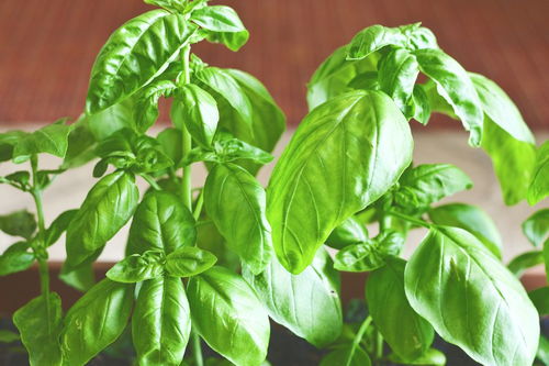 大葉綠蘿的風水禁忌,綠蘿擺放十大忌諱是什麼?