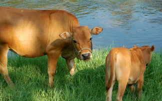 與牛最般配的屬相,屬牛和配相什麼最配
