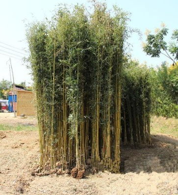 竹子種植的風水禁忌,家裡養竹子風水上有什麼講究