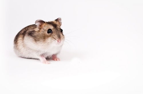 鼠和哪個屬相不和,屬鼠的和什麼屬相不合