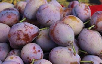 孕婦吃西梅的功效與作用,孕婦可以吃西梅嗎