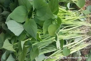 孕婦可以吃紅薯葉嗎,孕婦可以吃紅薯葉子嗎