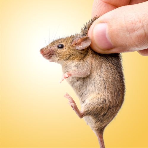 屬鼠七月份出生是什麼命,屬鼠幾月出生好屬鼠七月出生的好嗎