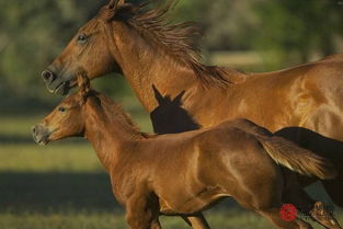屬馬最佳婚配屬相,屬馬的和什麼屬相最相配12屬相婚配表