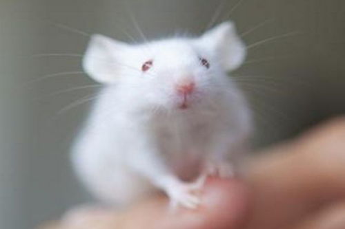 屬蛇的交運忌什麼屬相,屬蛇的25歲了交運怕什麼屬相沖