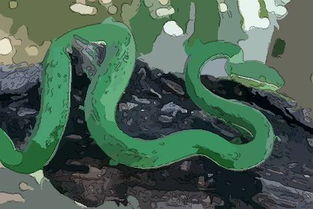 屬蛇和什麼屬相合作好,屬蛇的適合和什麼屬相的人合作做生意