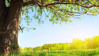 風水布局樹的畫代表什麼,有樹的圖案在家裝風水學有什麼講究