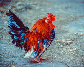 雞和羊的屬相合財嗎,屬羊和屬雞的合財嗎