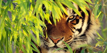 虎跟雞屬相配的屬相,屬虎和屬雞婚配好嗎