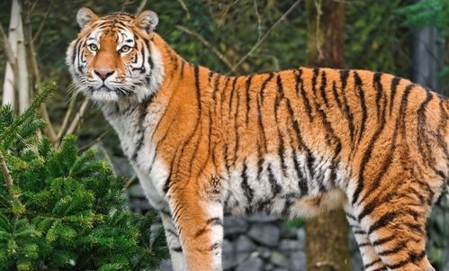 老虎最佳配偶屬相,屬虎的和什麼屬相最配