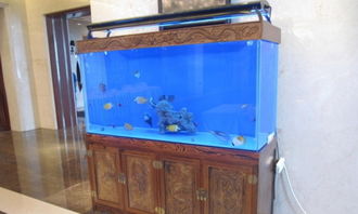 居家魚缸風水禁忌,家居魚缸風水有哪些禁忌?