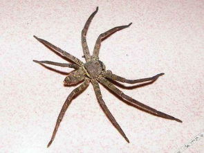 家裡有蜘蛛是什麼徵兆,大蜘蛛進家裡代表什麼?