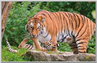 屬虎的最怕什麼屬相,老虎也怕的是什麼生肖