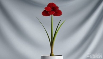 虎尾蘭的風水作用與禁忌,虎皮蘭的風水作用是什麼?