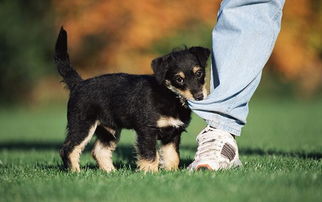 生意人養病狗風水禁忌,風水看哪些人不適合養狗
