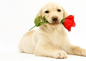 狗跟什麼屬相最合,屬狗和什麼屬相最配