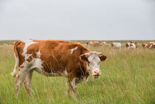 屬牛的本命的幸運數字,屬牛的終身幸運數字是什麼