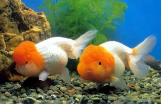 風水禁忌哪些人不宜養魚,什麼樣的風水不適合養魚