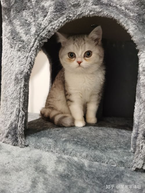 金吉拉和藍貓配出來是什麼貓,金吉拉可以和什麼貓配種?